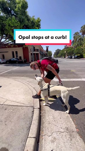 Guide dogs are highly skilled service dogs! #GuideDogsOfAmerica #Forward #GuideDog