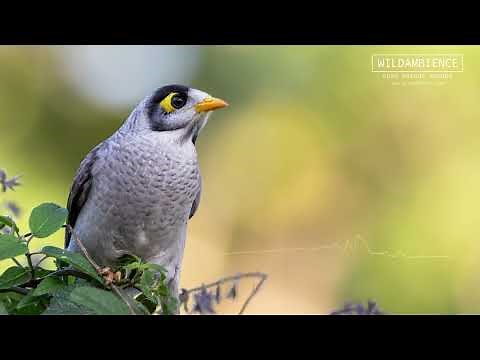 Noisy Miner Sounds - The early morning calls & song of one of Australia's alarm clock birds!
