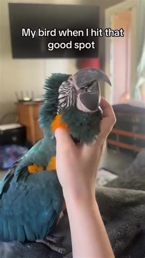 #pets #parrot #flight #petsoftiktok #mascaw