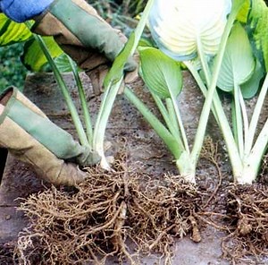 Gardening: Dividing Perennials