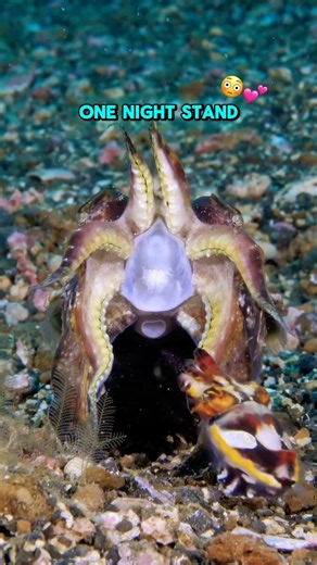 Cuttlefish MATING is Wild😳 #animals #shorts
