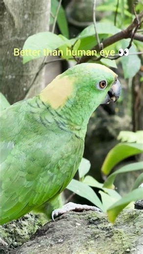 Nature’s Masterpiece: Parrot Vision! 🦜✨ #Shorts