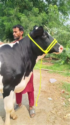 PK Baloch Farm: A Glimpse into a Modern Dairy Farm in Pakistan