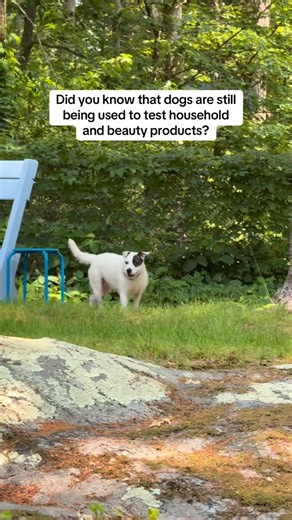 Dogs are still being tested on for cosmetics and household products, and that’s not okay. At Sniffspot, we believe dogs should be free to explore fields, backyards, and open spaces - not live in labs. Our mission is to make the world a more dog-friendly place. We stand firmly against animal testing. #endanimaltesting #dogfriendly #crueltyfree | Sniffspot