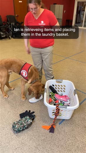 Ian is demonstrating some Mobility Assist Dog skills he's learning while in final training! #CanDoCanines #MobilityAssistDog #MobilityAssistanceDog #MobilityServiceDog #PublicAccess #AssistanceDogs #ServiceDogTraining #ServiceDogLife #AssistanceDog #ServiceDogTrainer #ServiceDogTeam | Can Do Canines