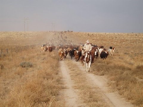Chico Basin Ranch: A Unique Brand