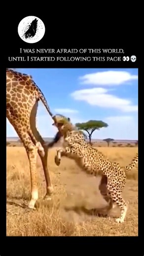 wierd_world on Instagram: "The giraffe (Giraffa camelopardalis) is the world's tallest land mammal, uniquely adapted for life in the African savannas and open woodlands. Standing up to 19 feet tall, their height is largely due to an elongated neck that, surprisingly, contains only seven cervical vertebrae—the same number as humans, though each bone is significantly larger. This physical advantage allows them to reach nutrient-rich acacia leaves that other herbivores cannot access, using their to