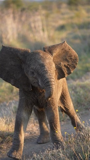 91K views · 4.2K reactions | Watch how this adorable baby elephant decides to give us attitude and be all grumpy. HAHA 藍 What a cute moment #babyelephant #elephantlovers #safarilife | All Out Safaris | Facebook