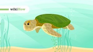 Video: How to Tell a Turtle's Age - wikiHow