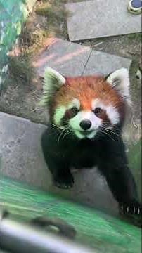 How does a red panda bark or make noise？？