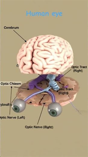 human eye's structure with brain 🧠 👁️#shorts #3d