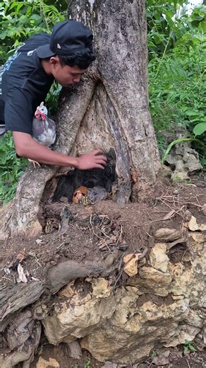 All kinds of animals are found in the tall trees. #birds #wildlife