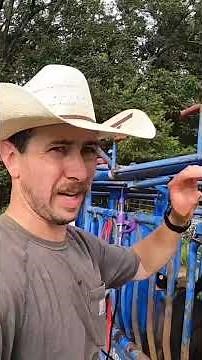 Castrating bull calves. Banding vs cutting: why we prefer cutting. #farm #farmlife #ranch #cattle