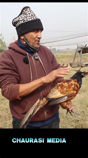 baburam vanu hunxa #birds #shortvideo #goviral