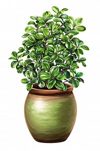 Watercolor Potted Plant Clipart: 28 PNG Houseplant Illustrations (digital Download - Etsy