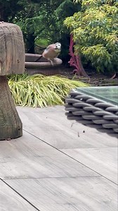 New life in Narnia. The Nut Fairy was sat in the garden joined by a young Jay, just look at the floofy feathers. I’m so lucky 🐦 🐾🐾❤️ | Mr Lumpy & Friends.