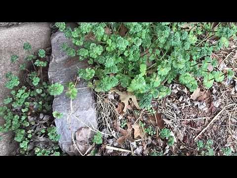 How to get rid of henbit