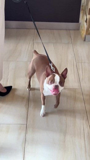 Pet-Friendly Resort in Wyndham Deerfield Beach