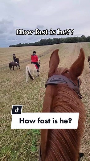 Arabian Horse Speed: Running Faster Than You Think