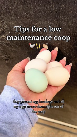 Low Maintenance Chicken Coop Tips for Your Homestead