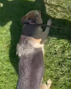 3.1K views · 969 reactions | Chevelle working on her loose leash walking and recall. Chevelle is available for adoption through Imminent Danger German Shepherd Rescue. www.idgsr.org #masondixonk9 #boardandtrain #mdk9boarding #mdk9training #localdogtrainer #adoptme #rescuedog #marylanddogtrainer #balancedtrainer #mdk9 | Mason Dixon K9 | Facebook