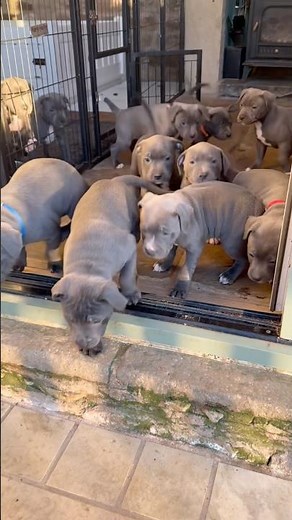 13 Staffordshire Bull Terrier Puppies vs One Human 😂🐾