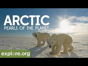 The Arctic - Documentary Film | Pearls of the Planet
