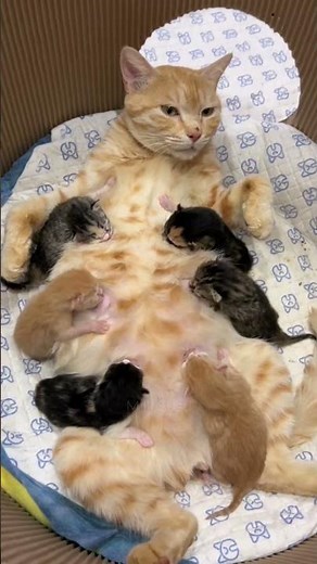 Heartwarming Moment: Mother Cat Feeding Her Kittens 🐱🤍