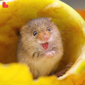 Super cute harvest mice venture out for the first time since the snow and rain has cleared 🐹🐹🐹 | Love This