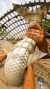 159K views · 957 reactions | Unbelievable A Lot Of Biggest Monster Fish Hunting In Village Pond By Rural Fishing Trap || Saima Fishing | Saima Fishing | Facebook