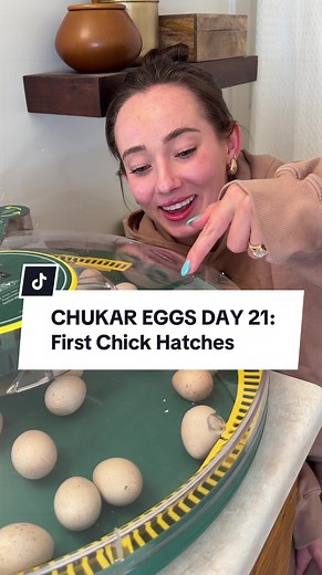 Chukar Egg Hatch Day: First Chick Hatches Unexpectedly!