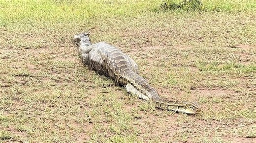 ಊದಿಕೊಂಡ ಹೊಟ್ಟೆ.. ಜಮೀನಿನಲ್ಲಿ ಏನನ್ನೋ ತಿಂದು ಜ್ಞಾನವೇ ಇಲ್ಲದೆ ಮಲಗಿದ್ದ ಬೃಹತ್‌ ಹೆಬ್ಬಾವು! ಏನೆಂದು ನೋಡಲು ಹೋದ ಸ್ಥಳಿಯರಿಗೆ ಮುಂದೆ ಆಗಿದ್ದು..