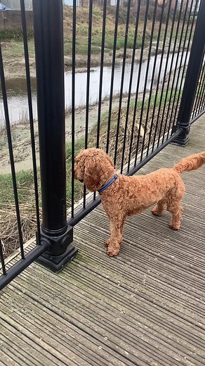 cockapoo got the memo #LinkBudsNeverOff #itsallcomingbacktomenow #cockapoooftiktok