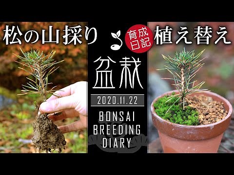 How to Pine Bonsai Collected in the forest How to 【Bonsai diary 11/22】Bonsai beginners