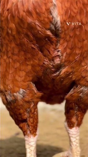 old line breed ashlil champion 🏆 three time