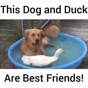 This dog and duck are best friends! | Animal Magazine