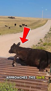 Effortless Livestock Control A cattle grid is a cost-effective and highly efficient livestock control system that helps farm owners and ranch managers maintain secure boundaries without constant supervision. This heavy-duty farm equipment is installed across roadways to prevent livestock from crossing property lines while still allowing agricultural vehicles, trucks, and farm machinery to pass freely. By eliminating the need for manual gate operation, it improves farm productivity, reduces labor