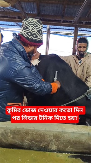 কৃমির ডোজ দেওয়ার কতো দিন পর লিভার টনিক দিতে হয়? #cowfarm #cowfarming #cow