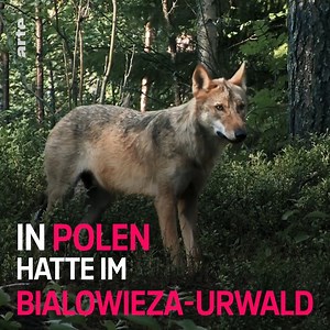 Das Thema Artenvielfalt ist in aller Munde - spätestens seit der UN-Bericht zur Biodiversität eine düstere Prognose stellt. Rund eine Million Tier- und Pflanzenarten sind vor dem Aussterben bedroht. Naturschutzinitiativen setzen sich dafür ein, verdrängte Wildtierarten wieder in Europa anzusiedeln. Dadurch werden neue, renaturierte Regionen mit einer vielfältigen Fauna geschaffen. Unsere Doku: https://arte.app.link/Natur-Artenvielfalt | Arte