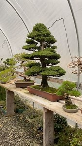 39K views · 3.5K reactions | Japanese cedar☁️ By American bonsai artist @crataegusbonsai Join @BonsaiSociety for more spectacular bonsai work #BonsaiSociety #NatureInFocus #TreesInPots #Bonsai | Bonsai Society | Facebook