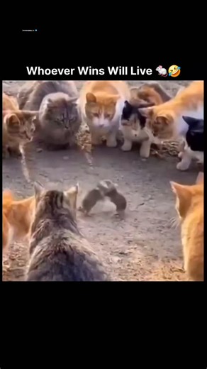 𝗂𝗇𝗇𝗈𝗏𝖺𝗍𝖾.𝗂𝗈 on Instagram: "This Instagram Reel features a 10-second video clip depicting several stray cats forming a circle around a small mouse on a dusty outdoor surface, creating a tense standoff. The footage is edited with overlaid text that likens the scene to a WWE wrestling match, emphasizing the dramatic positioning of the cats, while the accompanying caption reads "Whoever wins will live," introducing a layer of dark humor to the natural predatory dynamic. The Reel was upload
