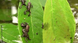 Small frogs are the size of a mosquito. A lot of small frogs Wild nature of Siberia. Vasyugan marshes, the largest swamps in the world.