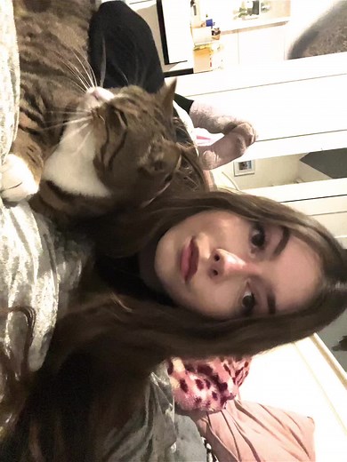 Charming Domestic Cat Enjoys Affection at Home