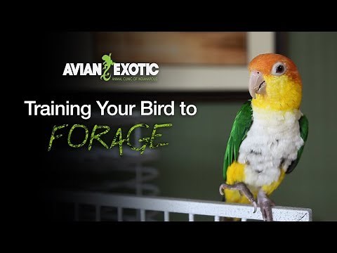 Training Your Bird to Forage