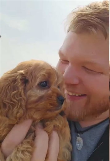 Cavapoo Puppies Available in Englewood, NJ