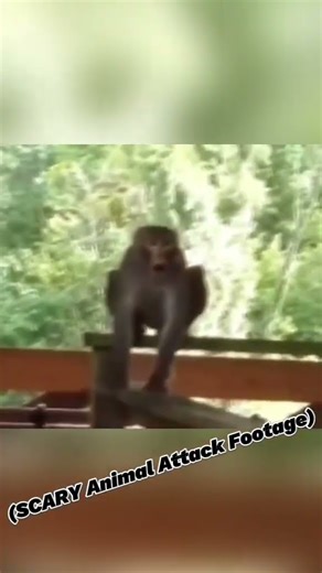 Wild Monkey Charged Him! (SCARY Animal Attack Footage) #viral