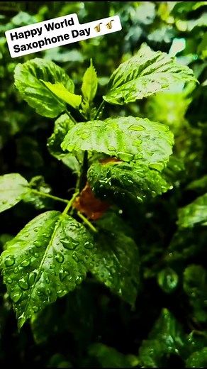 30K views · 1.4K reactions | Happy World Saxophone Day  | The Golden Notes | Facebook