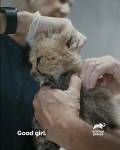 When 10 cheetah cubs are found in a village hut, one team drops everything to save them. From rescue to rehabilitation — witness the fight to give these endangered cats a second chance at life. #SaveTheCheetahs #AnimalPlanet | Animal Planet Southeast Asia