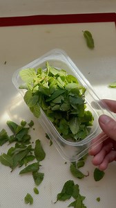 186K views · 2.5K reactions | If I had to pick, mint choc chip would be my favourite flavour ice cream! This gelato uses fresh mint which brings an amazing bright flavour - nothing like the synthetic flavour! Link to the full recipe in the comments. | Matt Adlard | Facebook