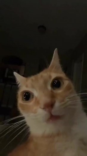 Angry Cat Meme Compilation